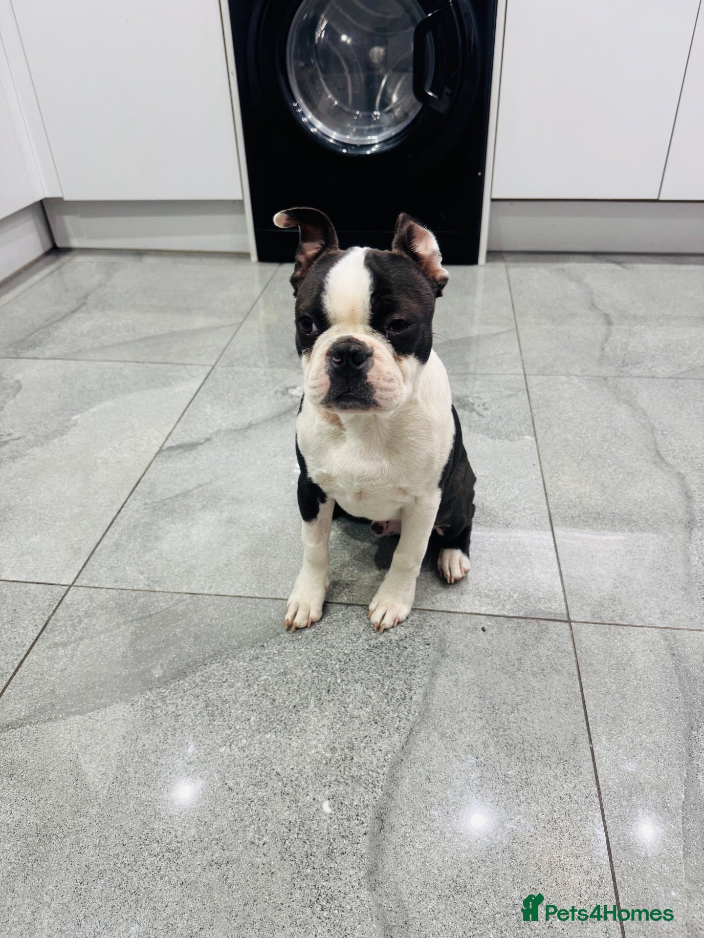 Boston Terrier dogs Little man looking for a new home 🏡 - Advert 1