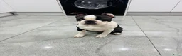 Boston Terrier dogs for sale: Little man looking for a new home 🏡 - Advert 1