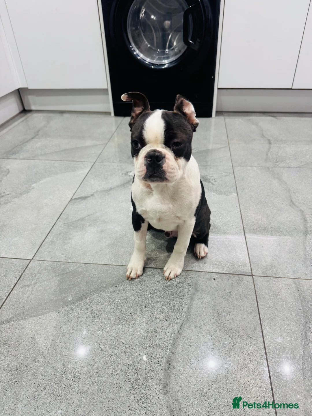 Boston Terrier dogs for sale: Little man looking for a new home 🏡 - Advert 1