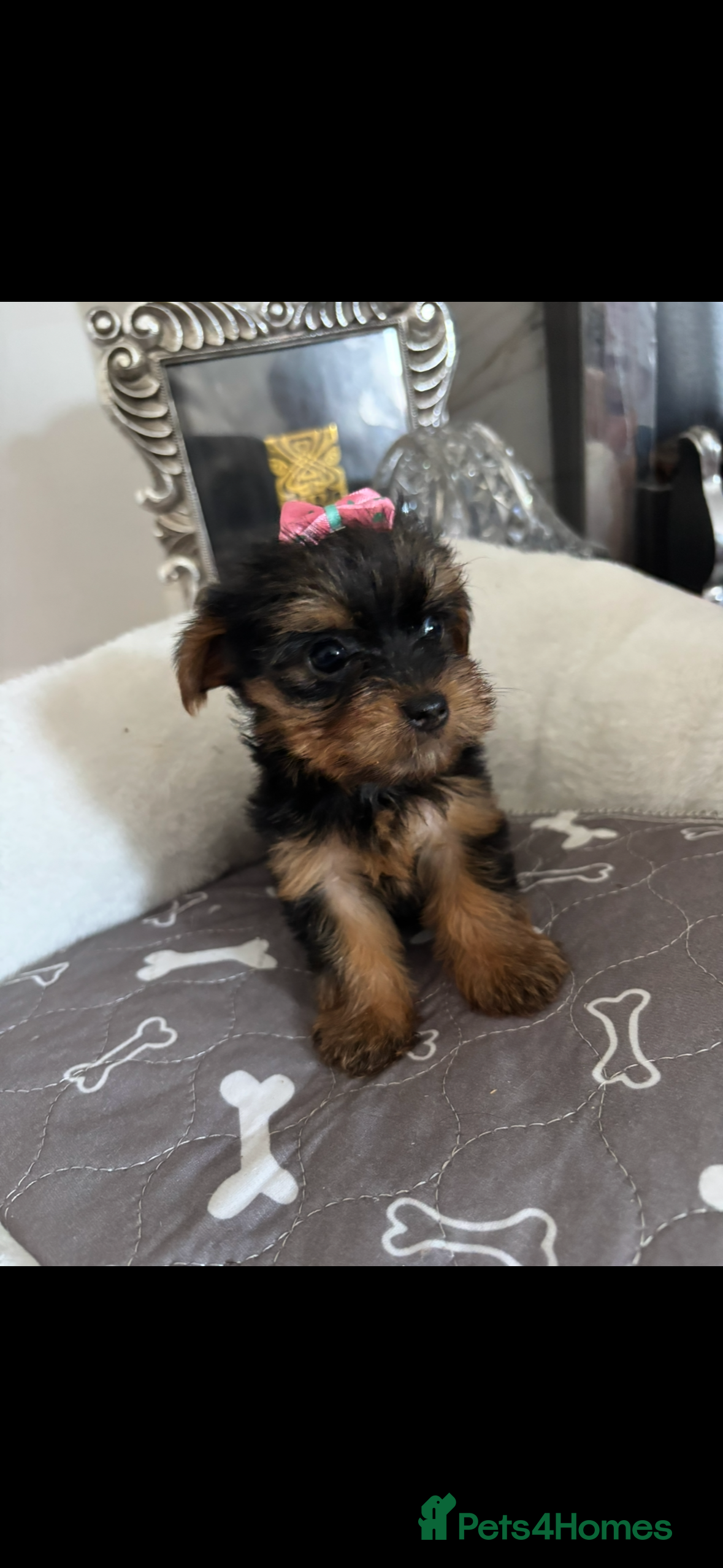 Yorkshire Terrier dogs Adorable Yorkshire Terrier Puppies 8 girls&1 boy.  - Advert 2