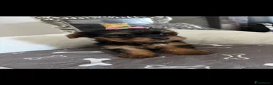 Yorkshire Terrier 9