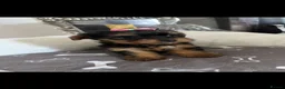 Yorkshire Terrier dogs for sale: Adorable Yorkshire Terrier Puppies 8 girls&1 boy.  - Advert 2