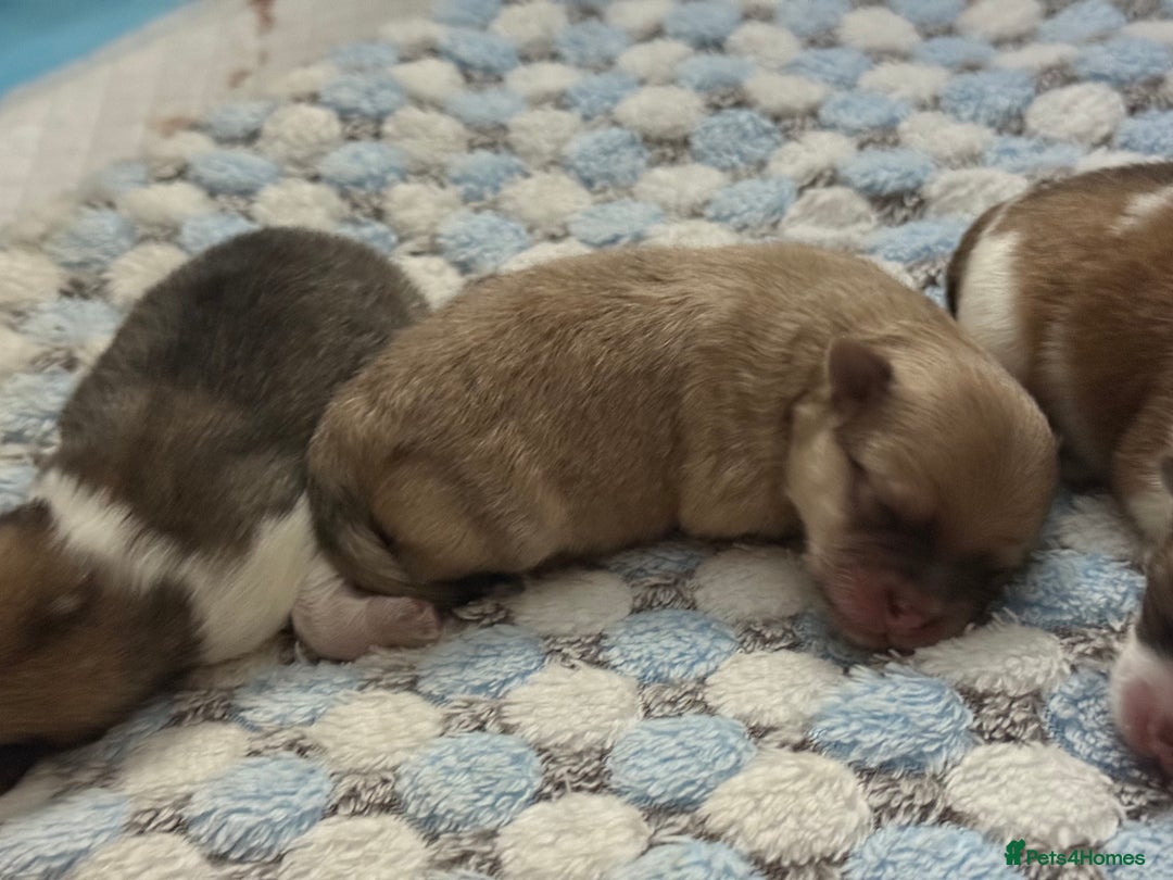 Pomchi dogs for sale: 3/4 Pom 1/4 chi Pomchi F1BB - Advert 8