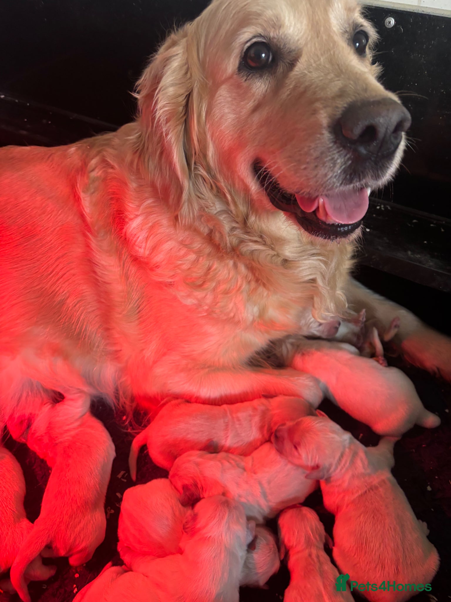 Golden Retriever dogs Kc golden retriever puppies,health tested parents  - Advert 2