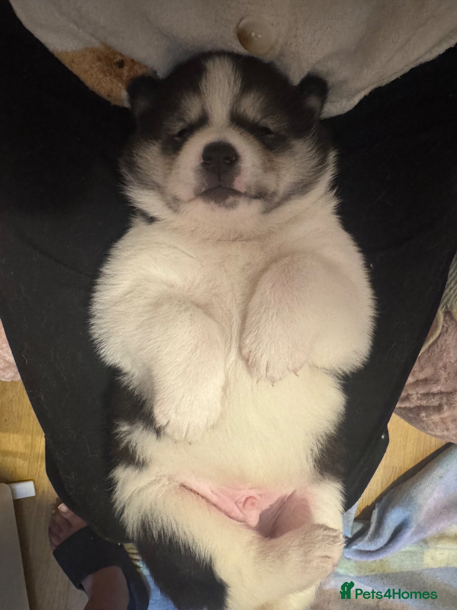 Siberian Husky dogs Siberian husky puppies  - Advert 5