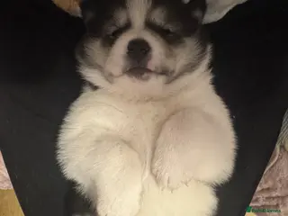 Siberian Husky dogs Siberian husky puppies - Advert 5