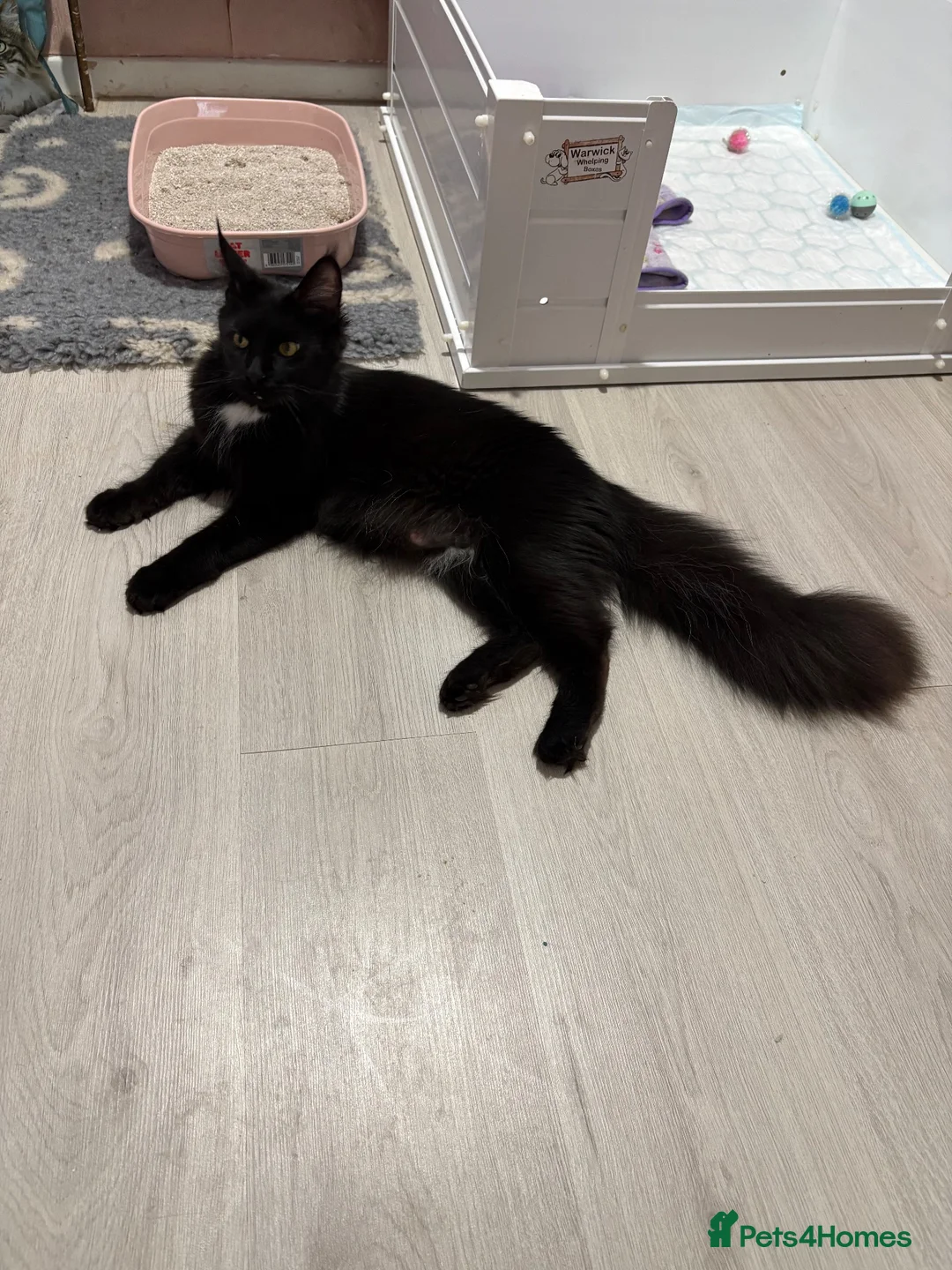 Maine Coon cats for sale: Stunning Maine coon kittens  - Advert 1