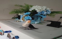 Lovebirds birds for sale: Handfed - tame lovebird babies - Image 3