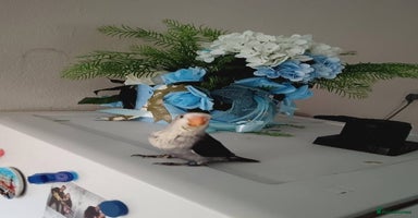 Lovebirds birds - Advert 10