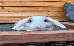 Mini Lop rabbits for sale: Bunnies available  - Advert 2