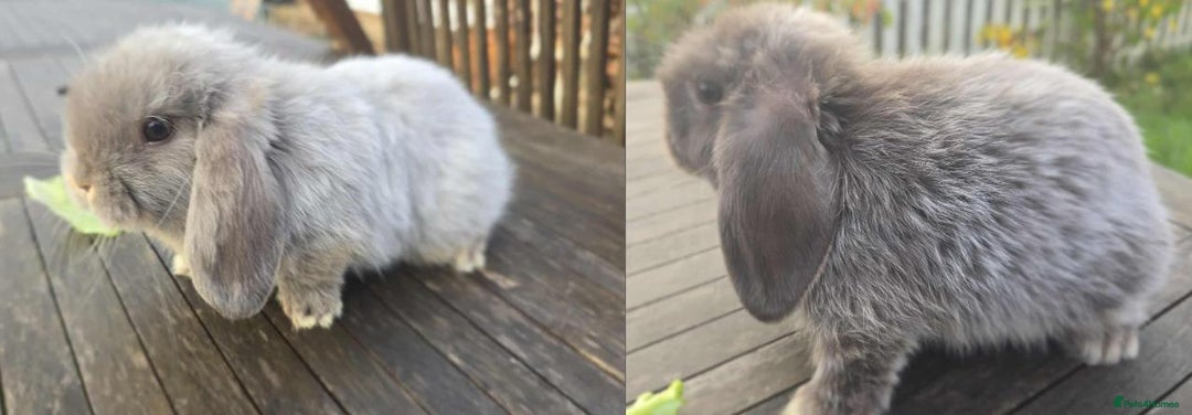 Mini Lop rabbits for sale: Pure bred mini lops looking for new home - Image 5