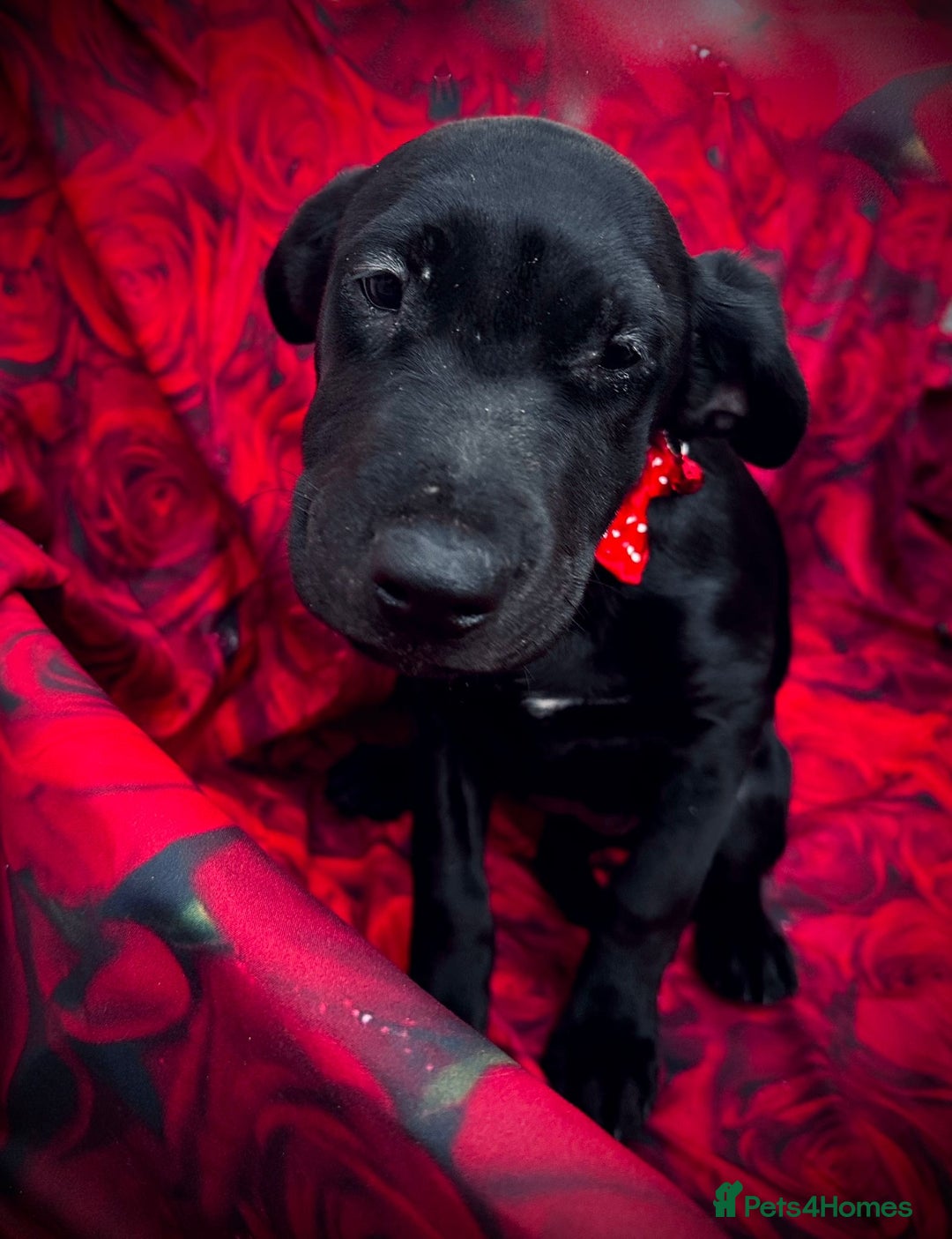 Labrador Retriever dogs for sale: Reduced Happy,Healthy,Beautiful Working Labrador  - Advert 4