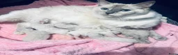 Ragdoll cats for sale: Beautiful ragdoll kittens -reserve now  - Advert 1