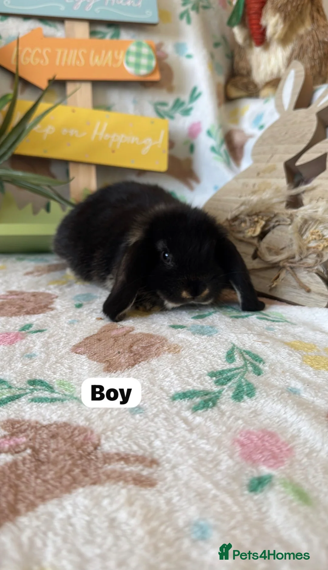 Mini Lop rabbits for sale: ✨ Mini Lop Bunnies For Sale ✨  - Advert 2