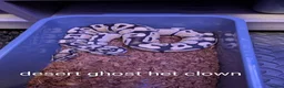 Python Snake reptiles for sale: Royal python collection for sale - Advert 5