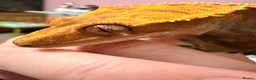 Gecko reptiles for sale: 🦎 Crested Gecko, Full Set-Up Very Tame & Friendly - Advert 6