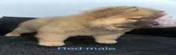 Chow Chow dogs for sale: Beautiful Chow Chow puppy - Advert 21