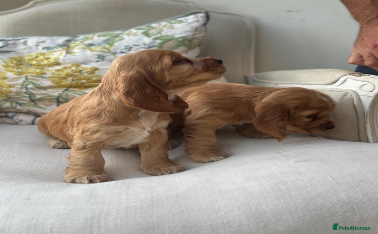 Cocker Spaniel dogs - Advert 13