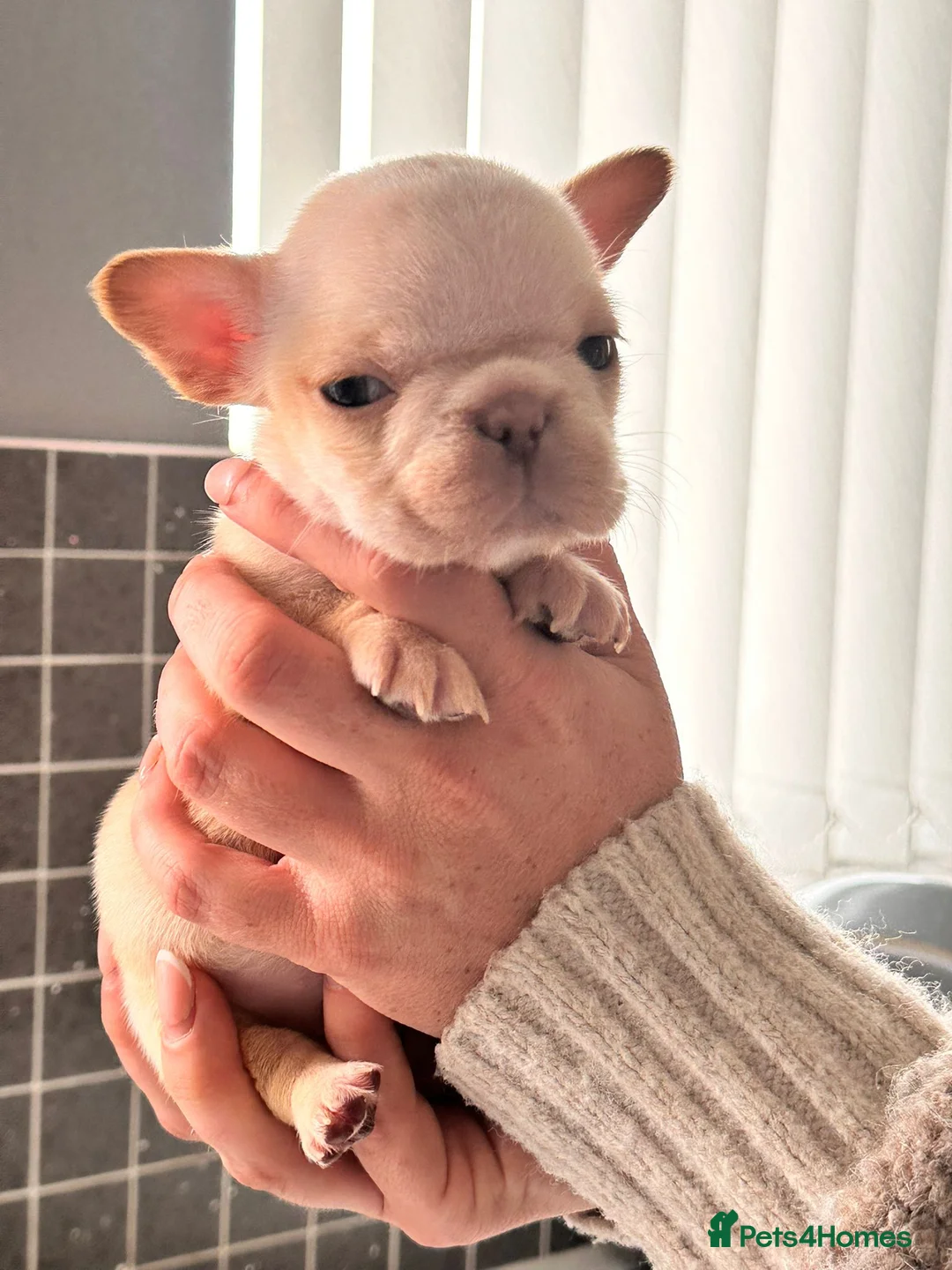 French Bulldog dogs for sale: French bulldog pups 3 females and 2 males - Advert 13