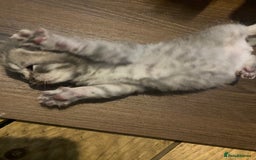 British Shorthair cats for sale: X4 beautiful British short haired kittens - Image 7