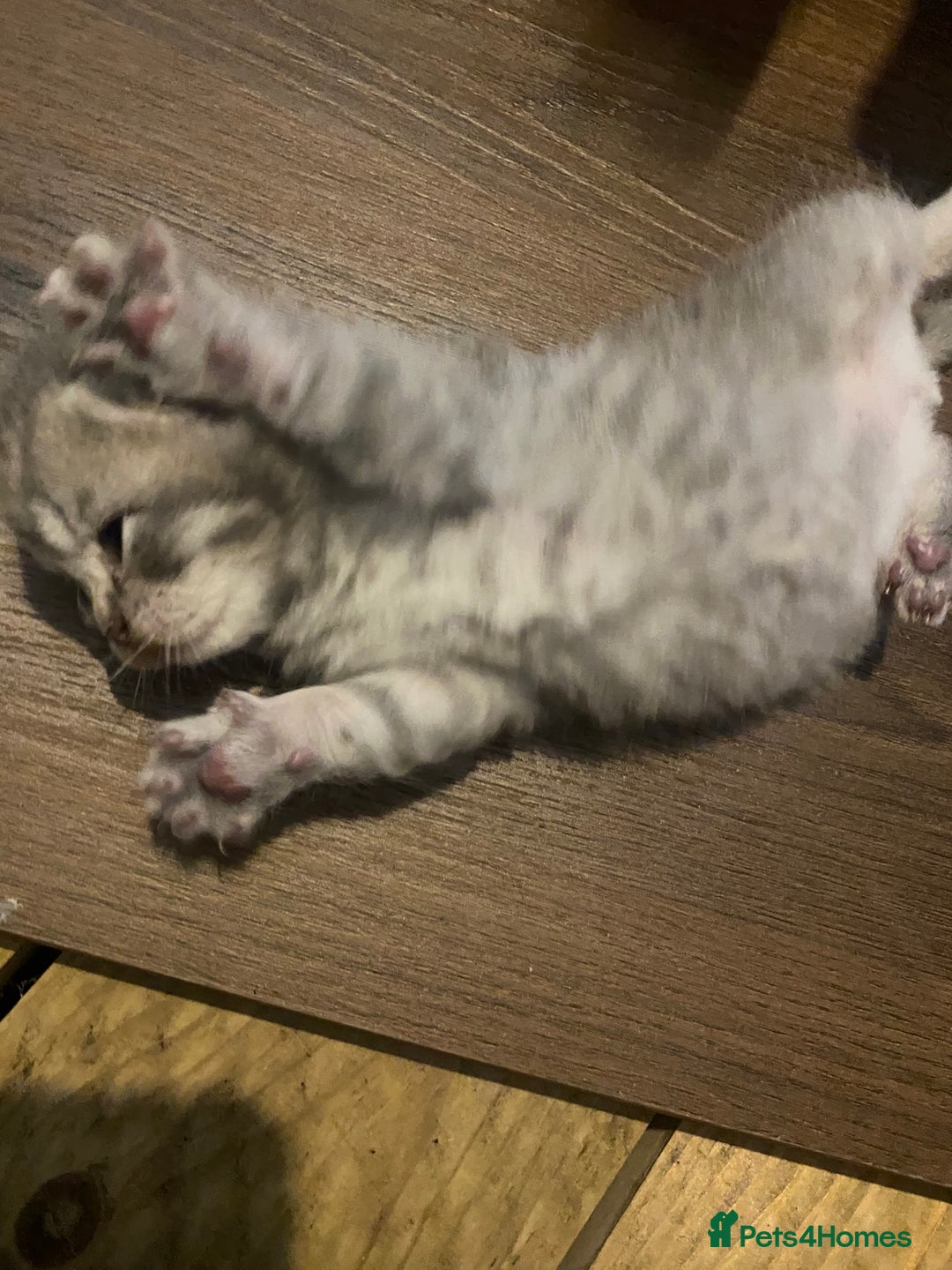 British Shorthair cats for sale: X4 beautiful British short haired kittens - Image 7