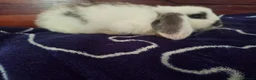 Mini Lop rabbits for sale: Adorable pure bred mini lops  - Advert 5
