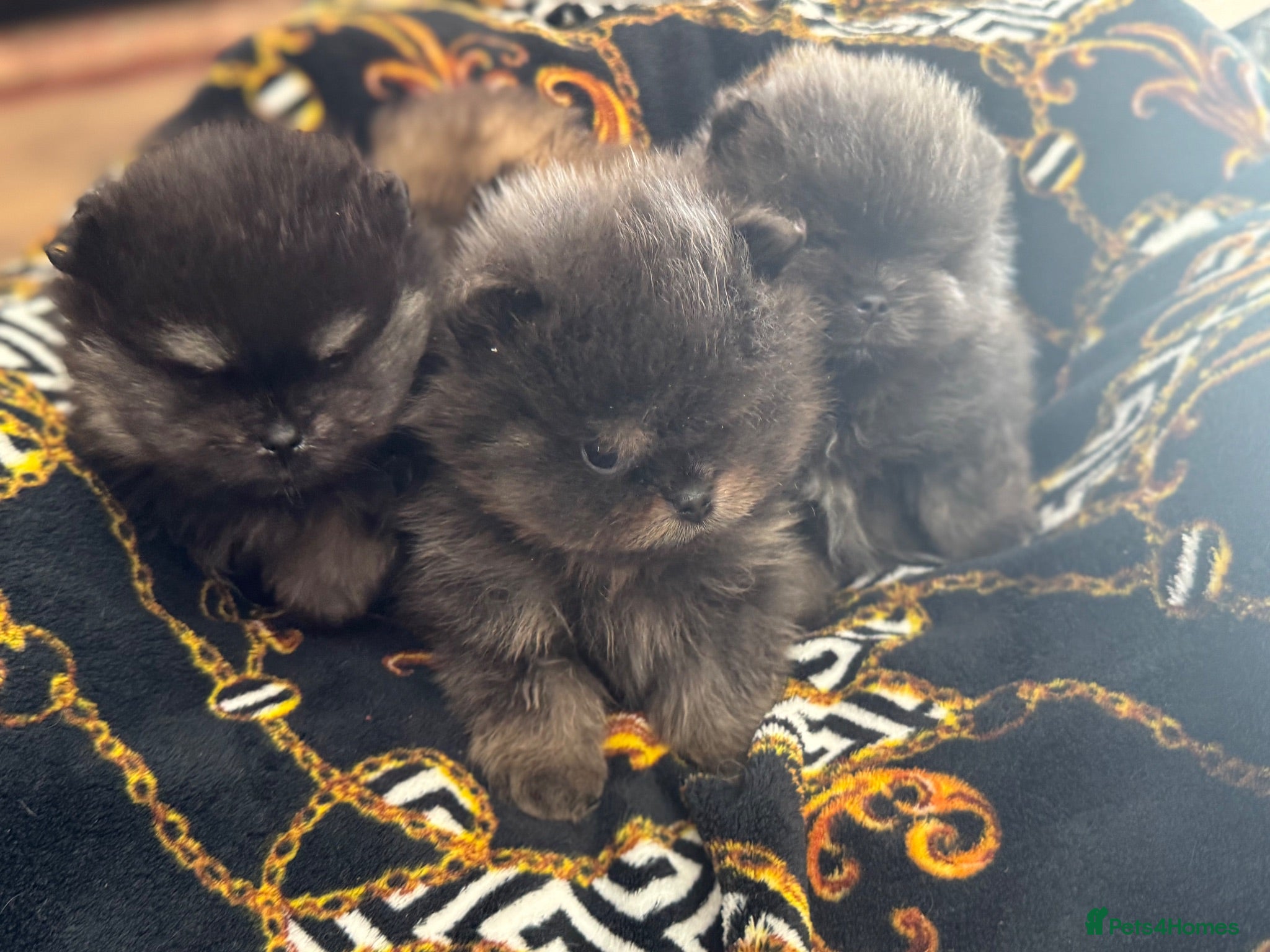 Pomeranian dogs Exclusive Stunning KC reg Teddy Bear Poms - Advert 14