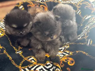 Pomeranian dogs Exclusive Stunning KC reg Teddy Bear Poms - Advert 14