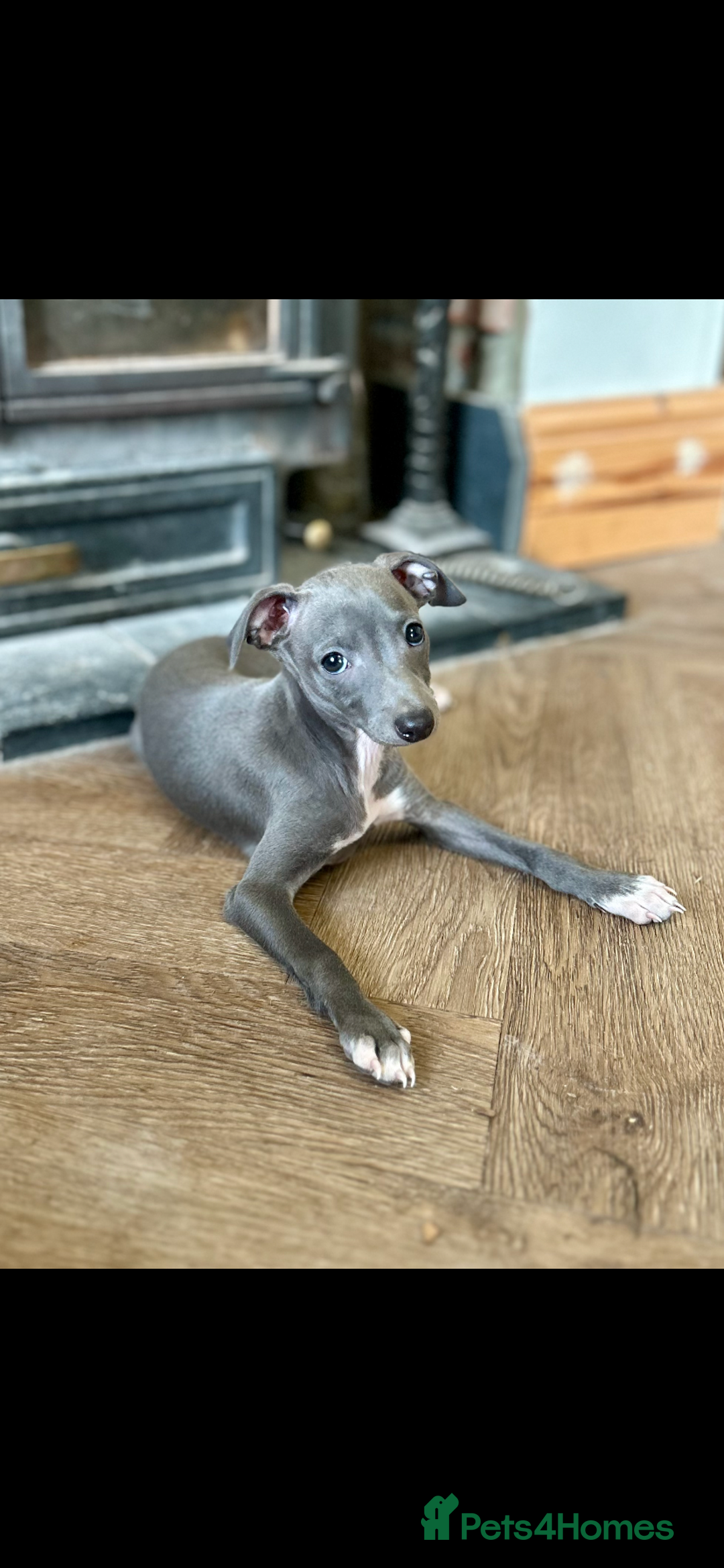 Italian Greyhound dogs for sale: KC REGISTERED ITALIAN GREYHOUND BITCH PUPPY - Advert 5