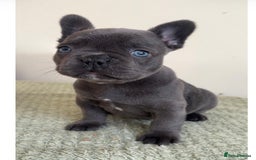 French Bulldog dogs for sale: Gorgeous litter of 4 blue French bulldogs - Advert 9