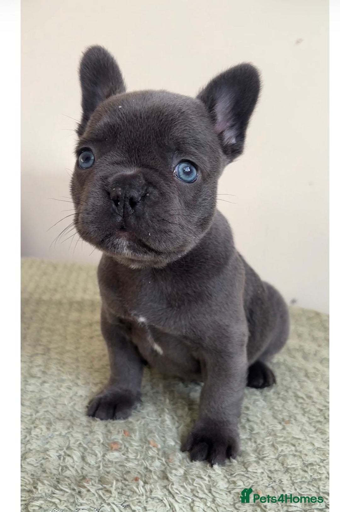 French Bulldog dogs for sale: Gorgeous litter of 4 blue French bulldogs - Advert 9