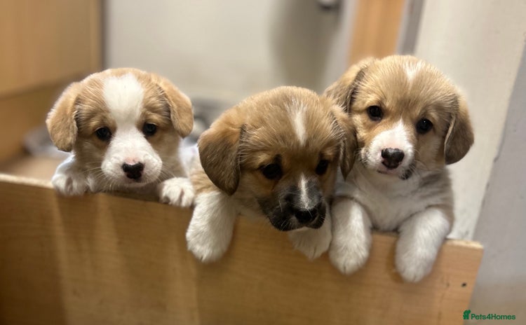 Welsh Corgi Pembroke dogs - Advert 14