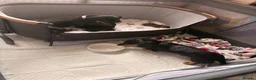 Miniature Dachshund dogs for sale: Miniature dachshund puppies - Advert 24