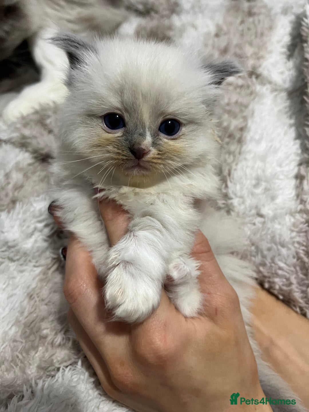Ragdoll cats for sale: BEAUTIFUL FULL PEDIGREE RAGDOLL KITTENS - Advert 4