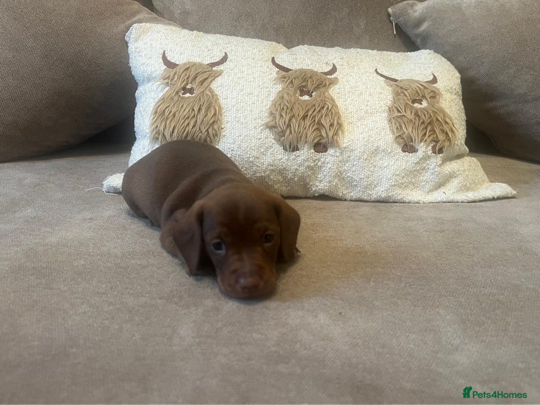 Miniature Dachshund dogs for sale: Miniature dachshund puppies - Advert 7