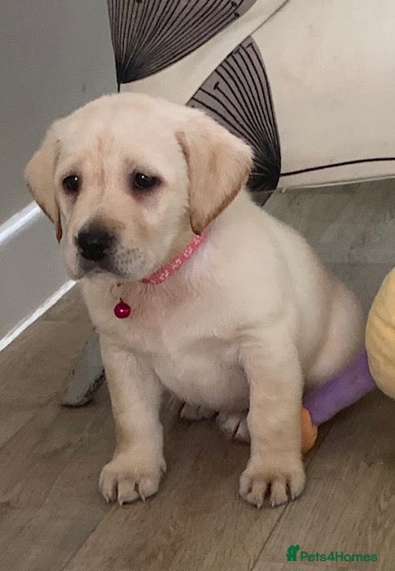 Labrador Retriever dogs kc registered labradors - Advert 1