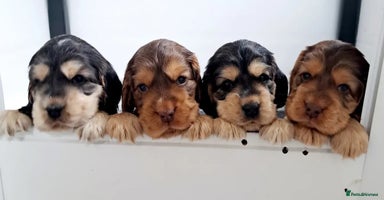 Cocker Spaniel dogs - Advert 15