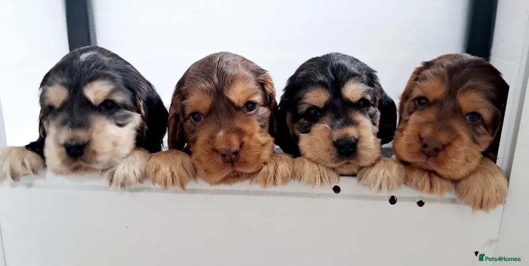 Cocker Spaniel dogs for stud: Serci import Chocolate sable show cocker stud - Image 3