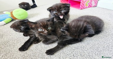 Mixed Breed cats - Advert 7