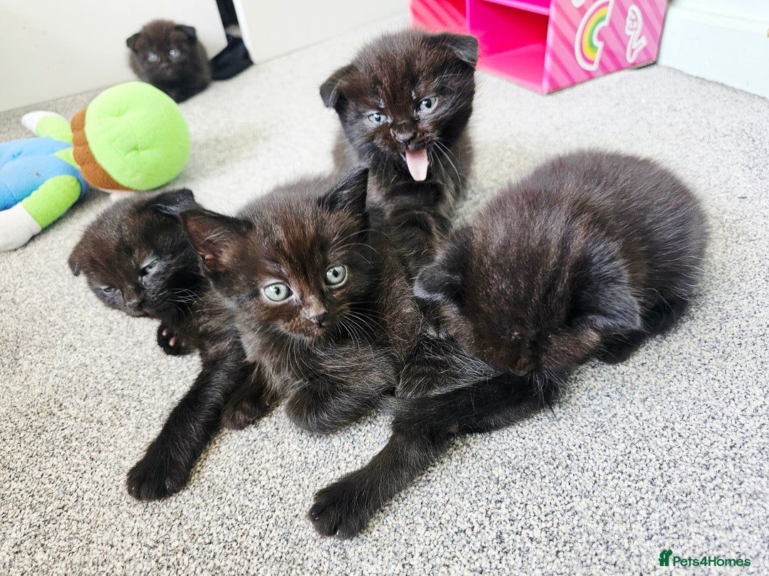 Mixed Breed cats for sale: Scottish Fold Mix Kittens –Ready 16th August 🐾 - Image 3