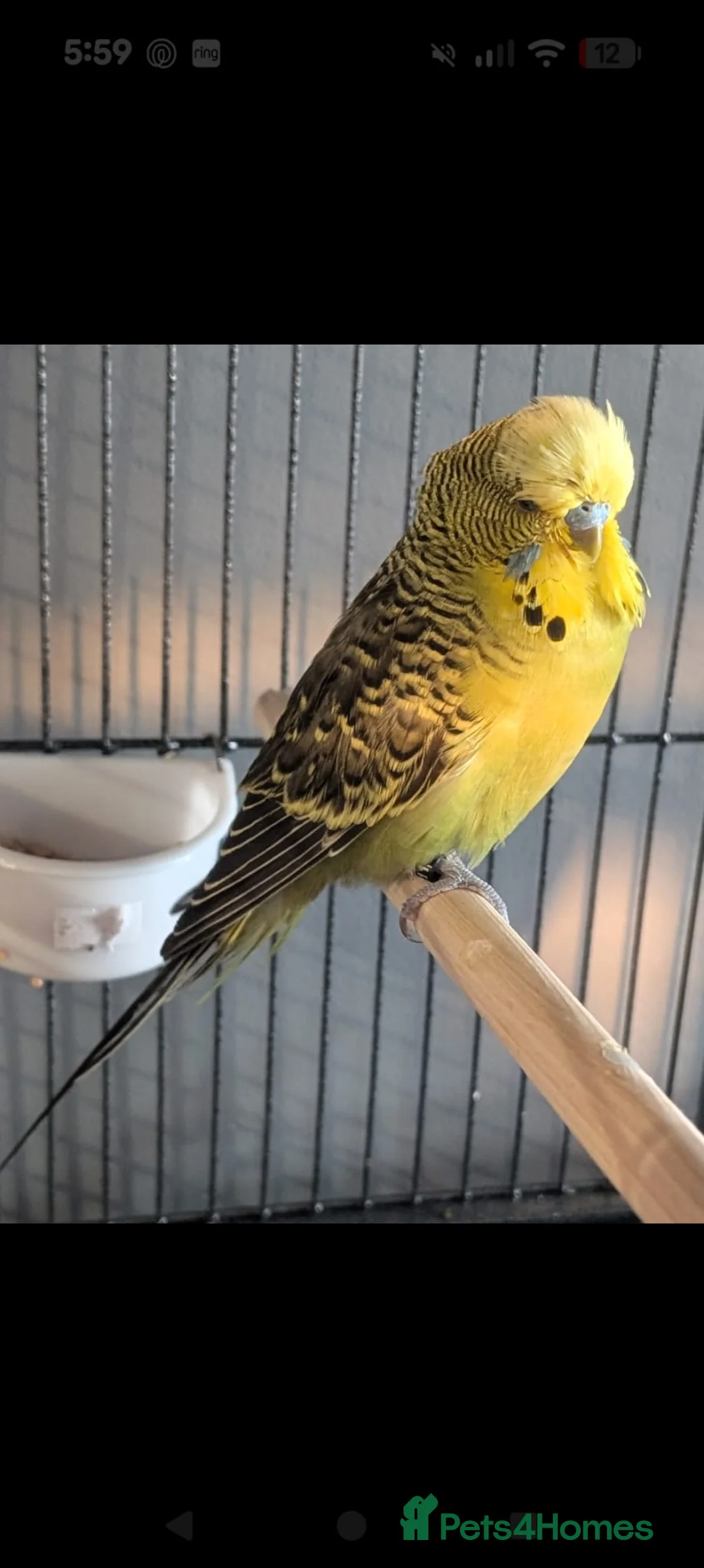 Budgerigars birds for sale: Budgie  - Advert 3