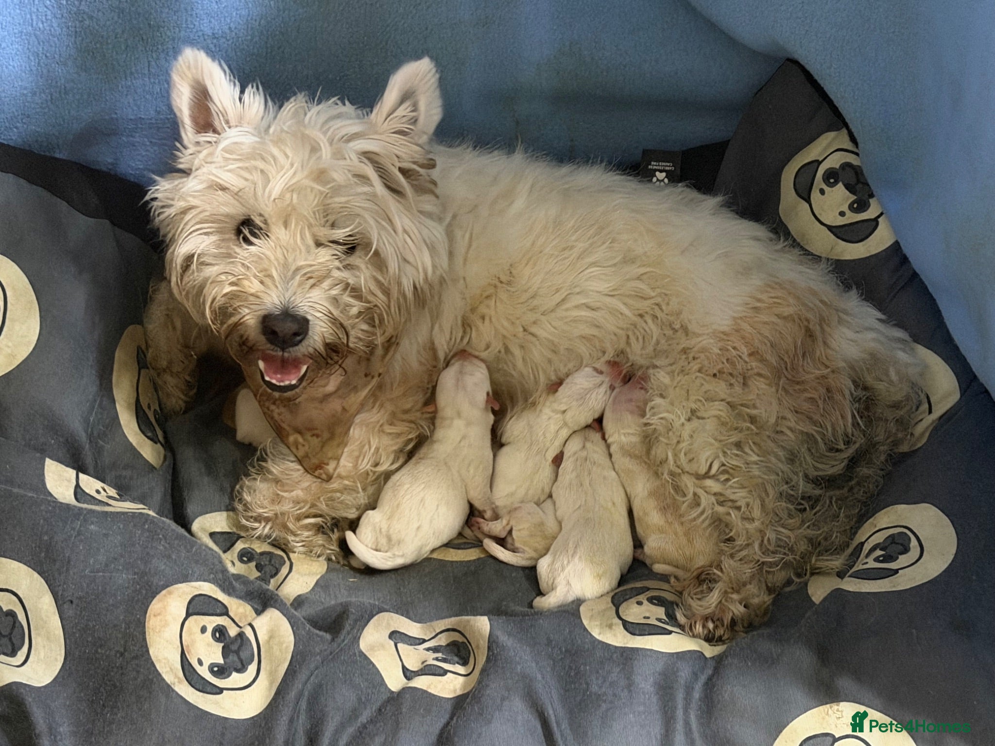 West Highland Terrier dogs West highland Terrier puppies for sale - Advert 2
