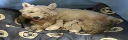 West Highland Terrier dogs for sale: West highland Terrier puppies for sale - Advert 26