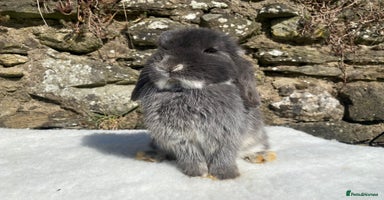 Mini Lop rabbits 3 pretty does needing new homes - Advert 3
