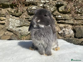Mini Lop rabbits 3 pretty does needing new homes - Advert 1