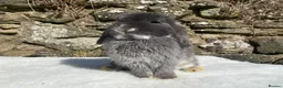 Mini Lop rabbits for sale: A pretty does needing a new home - Advert 3