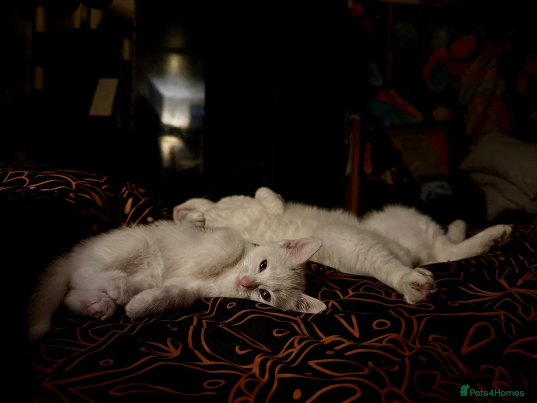 Khao Manee cats for sale: Khao manee cross British short hair - Image 4