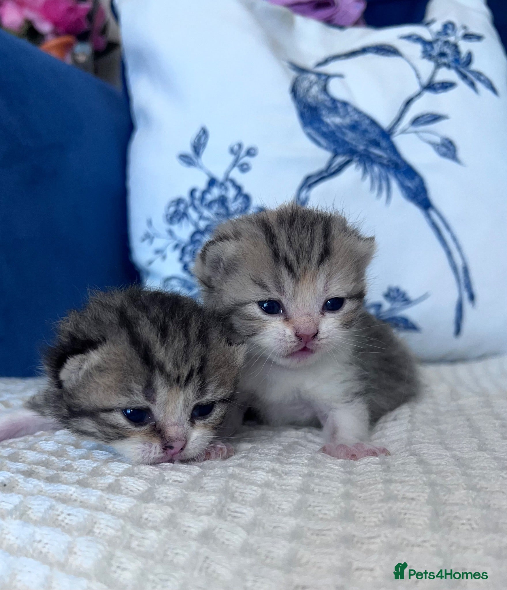 British Shorthair cats Beautiful British short hair kittens - Advert 11