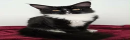 Maine Coon cats for sale: Maine Coon boy looking for forever home.  - Advert 4