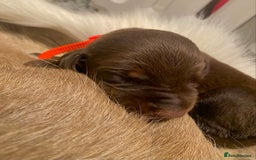 Dobermann dogs for sale: KC REGISTERED HEALTH TESTED DOBERMAN PUPS - Image 33